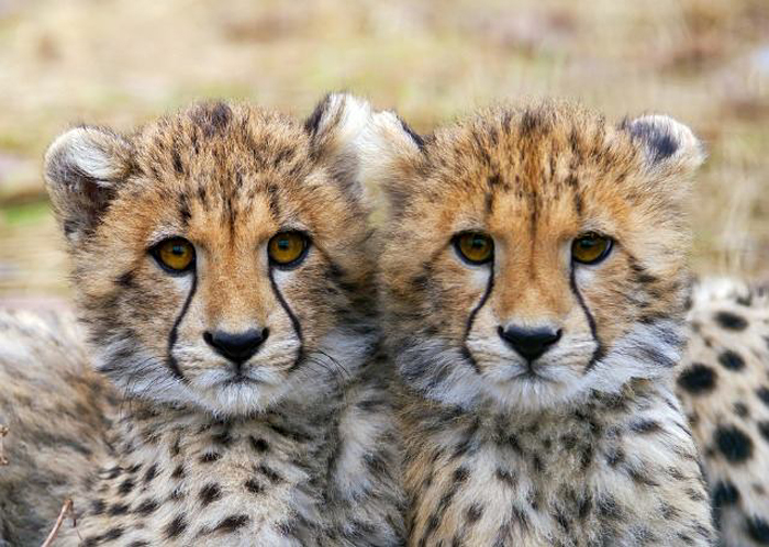  Alle geparder i verden har næsten samme DNA. Dette er normalt umuligt hos pattedyr. Forskere har imidlertid fundet en 