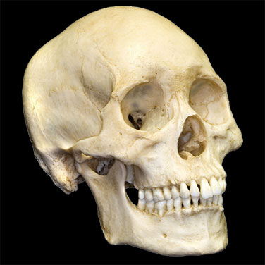 Human skull