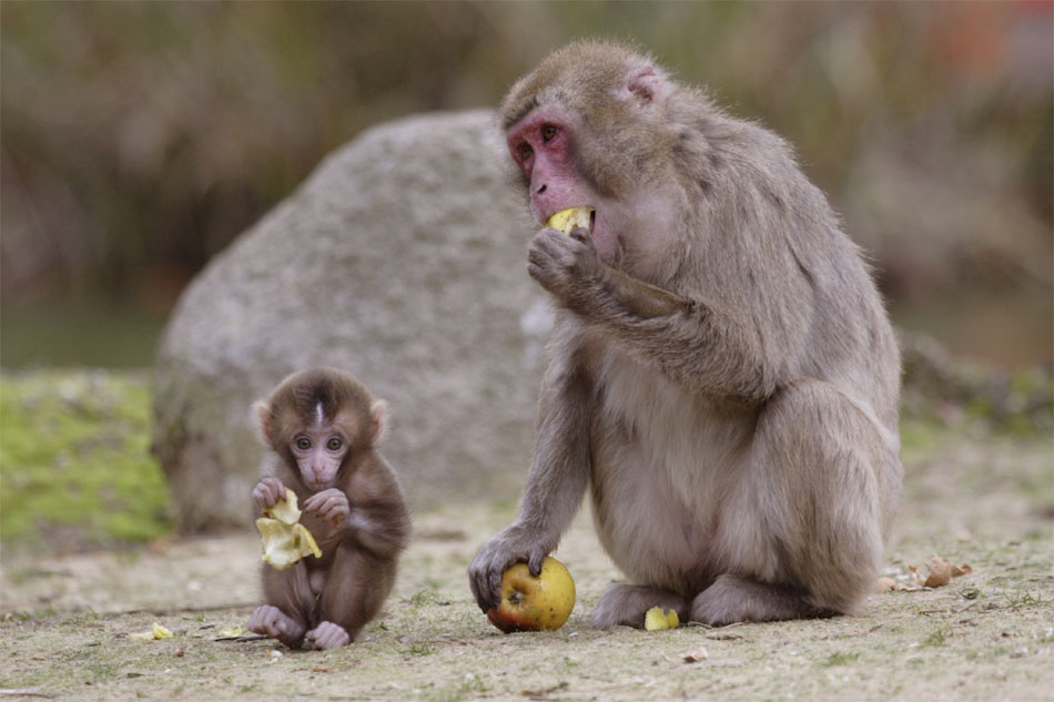 Due macachi delle isole giapponesi si gustano una mela