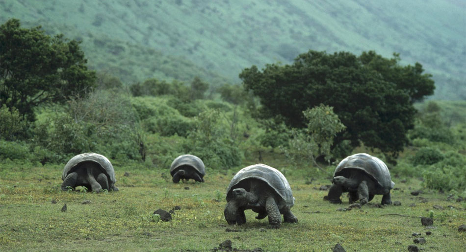 A group of giant tortoises. They are not vaccinated against diseases as a child, use no medicines and never visit the family doctor. Still they are, like most other animals, far less often ill than we in our 'health care society'. Should that not be the other way round?